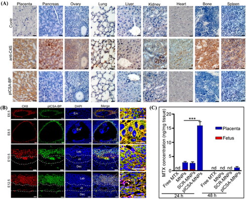 Figure 5. (A) Analysis of sections of different tissue blocks incubated with anti-C4S (2B6) and plCSA-BP revealed that plCSA-BP specifically binds to placental tissue. (B) plCSA-BP specifically binds to trophoblast at different gestational stages in mice. Trophoblast cells (CK8, red), biotin-plCSA-BP (green), and nuclei (DAPI, blue). Dec: decidua; Em: embryo; Jz: junctional zone; Lab: labyrinth. (C) Quantitative analysis of MTX concentrations in placenta and fetuses by HPLC. nd: not detected. MNPs: Lipid-polymer nanoparticles loaded with MTX; SCR-MNPs: The scrambled peptide-conjugated nanoparticles loaded with MTX; plCSA-MNPs: plCSA-BP-conjugated nanoparticles loaded with MTX. Image from reference (Zhang et al., Citation2018b) cited with permission. Copyright © Ivyspring International Publisher.