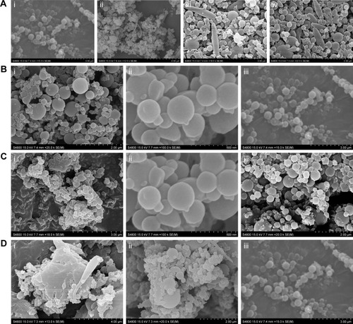 Figure 3 The effect of electrospray process parameters on the morphology of solid dispersion: (A) flow rate (i: 0.3 mL/h; ii: 0.5 mL/h; iii: 0.8 mL/h; iv: 1 mL/h), (B) distance (i: 10 cm; ii: 15 cm; iii: 18 cm), (C) voltage (i: 19 kV; ii: 21 kV; iii: 25 kV), and (D) needle inner diameter (i: 0.3 mm; ii: 0.5 mm; iii: 0.9 mm).