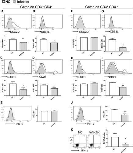 Figure 7 Impact of S. japonicum infection on splenic T-cell phenotype at the end of the 8th week post S. japonicum infection. Flow cytometry assay of (A-E) CD8+ T cells and (F-K) CD4+ T cells. Data demonstrated (A and F) suppressed NKG2D expression on CD8+ T cells, but not on CD4+ T cells from treated mice. Infected mice exhibited lower CD62L and lower CD27 expression both on (G and I) CD4+ T and (B and D) CD8+ T cells compared with control mice. (C and H) CD8+ T cells, but not CD4+ T cells, exhibited downregulated surface expression of KLRG1 upon S. japonicum infection, while (E and J) CD4+ T cells, but not CD8+ T cells, exhibited decreased IFN-γ secretion in the infected mice. (K) Combined staining of CD4+ T cells with intracellular IFN-γ and IL-4 demonstrated a significant decrease of the Th1/Th2 ratio in the CD4+ T cells of the infected mice. Open line, health control; filled grey line, infected in all representative histograms. Data are representative of 4–6 animals per subgroup and 3 independent experiments. Comparisons were between Infected and NC. *P<0.05 and **P<0.01.