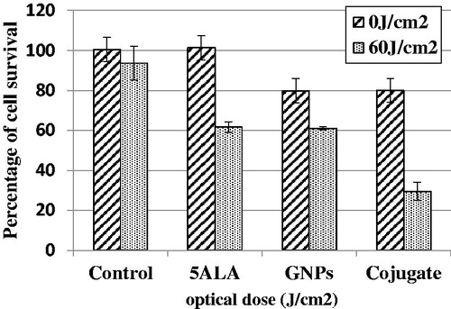 Figure.9. Cell survival percentage after different light doses irradiation, in the absence of drugs, in the presence of 5ALA, in the presence of GNPs and in the presence of conjugate 24 h after treatment at dose of 60 J/cm2. The data are expressed as mean of three repeated experiments ± standard error of mean.