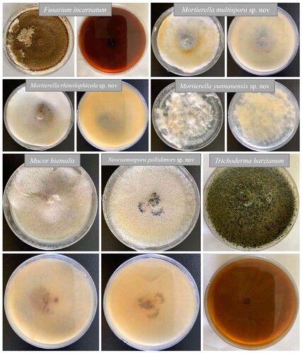 Figure 2. Cultures from this study are shown growing on PDA at 28°C after 4 months.