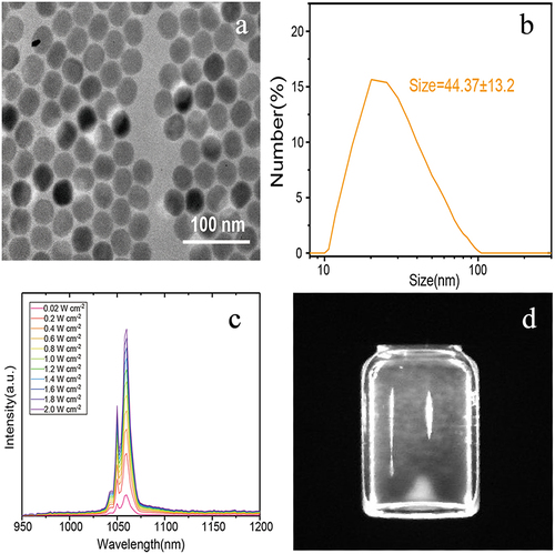 Figure 2 Characteristics of the NaYF4:Nd@NaGdF4-ProGRP antibody nanoprobe. (a) electron microscope image of NaYF4:Nd@NaGdF4 nanocrystals; (b) size of the NaYF4:Nd@NaGdF4-ProGRP antibody nanoprobe (44 nm); (c) emission spectrum of NaYF4:Nd@NaGdF4; (d) a near-infrared photograph of NaYF4:Nd@NaGdF4.