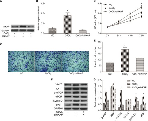 Figure 6 Downregulation of NKAP hindered the impact of CoCl2 on the MCF-7 cells.Notes: (A and B) Western blot verified that siNKAP inhibited NKAP expression efficiently under CoCl2-treated condition. (C) Cell proliferation detected by CCK-8 assay. (D and E) Cell invasion detected by transwell assay. (F and G) Western blot image and quantification assay indicated the activation of AKT/mTOR signaling pathway. *P<0.05 compared with NC.Abbreviations: CCK-8, cell counting kit-8; NC, negative control.