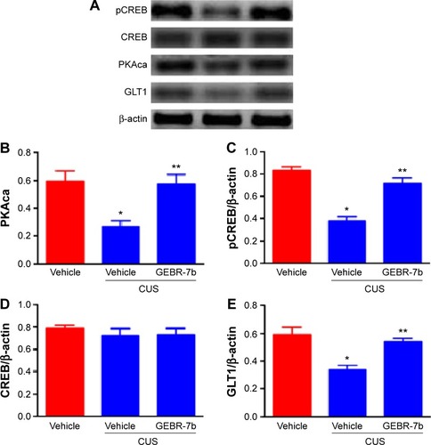 Figure 3 Effect of chronic GEBR-7b treatment on expression of PKAca, pCREB, CREB, and GLT1 in the hippocampus of rats.