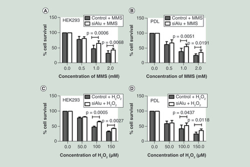 Figure 4.  Hypermethylated Alu cells had a decreased sensitivity to DNA damage agent.After a significant increase in Alu methylation level confirmation, control and Alu siRNA transfected cells were exposed to the increasing concentration of methyl methanesulphonate for 1 h and H2O2 for 24 h. Then growth was assessed by MTT after 48 h. Error bars indicates ± SD. (A & B) Methyl methanesulphonate sensitivity of HEK293 (A) and periodontal ligament (B). (C & D) H2O2 sensitivity of HEK293 (C) and periodontal ligament (D).