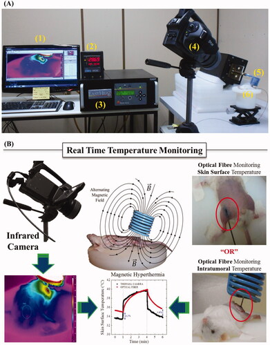 Figure 2. (A) Experimental set-up for the in vivo magnetic nanoparticle hyperthermia. (1) Computer, (2) Fibre-optic thermometer, (3) Alternating field generator, (4) Infrared thermal camera, (5) Coil, (6) Animal lift. (B) Schematic representation of both temperature measurements, namely from the thermal camera (surface) and fibre-optic (surface or intratumour).