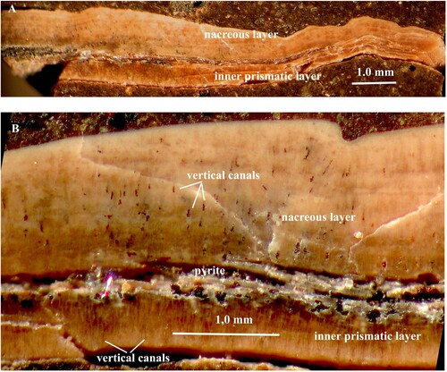 Figure 2. A, B. Quenstedtoceras sp. Specimen no. Mo 199802. A. Oblique vertical section of the shell wall; note the vertical pore-canals that are filled with pyrite in the inner prismatic and nacreous layers; the outer prismatic layer is not preserved. B. Section of the same figure at higher magnification.