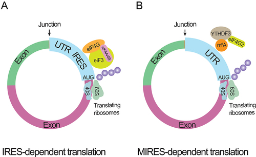 Figure 3. circRNA translating processes.