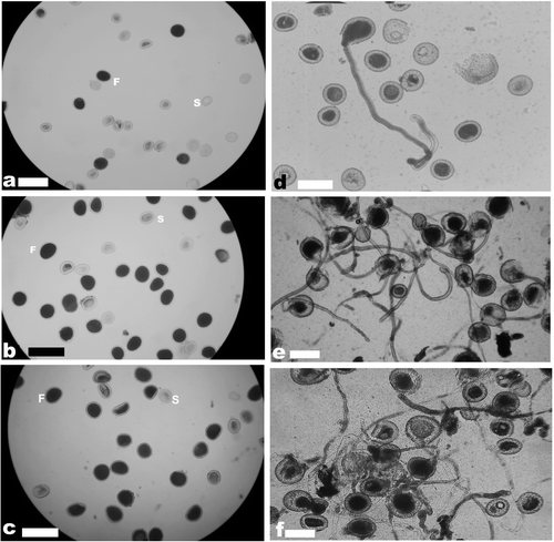 Figure 1. Pollen stainability and in vitro germination in diploid and tetraploid collections of ginger. (a) Pollen stainability in acc. no. 7; (b) pollen stainability in acc. no. 195; (c) pollen stainability in acc. no. 821; (d) in vitro germination of pollen in acc. no. 7; (e) in vitro germination of pollen in acc. no. 195; (f) in vitro germination of pollen in acc. no. 821. Scale bars represent 200 μm in (a–c) and 100 μm in (d–f); F, fertile pollen grain; S, sterile pollen grain.