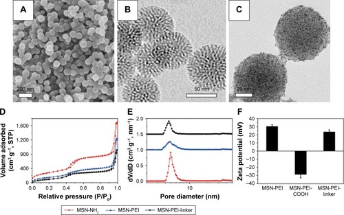 Figure 1 Characterization of the nanocarriers for siRNA delivery.Notes: (A) SEM and (B) TEM images of the as-synthesized MSN-NH2 particles; (C) TEM image of MSN-PEI particles stained with osmium; (D) nitrogen sorption isotherms and (E) pore size distributions (derived from the desorption branches of the isotherms) of MSN-NH2, MSN-PEI and MSN-PEI conjugated with an amino-terminated, disulfide bond-containing linker (MSN-PEI-linker); (F) zeta potential comparison of MSN-PEI particles and the corresponding products from the succinylation (MSN-PEI-COOH) and linker conjugation step (MSN-PEI-linker).Abbreviations: siRNA, small interfering RNA; SEM, scanning electron microscopy; TEM, transmission electron microscopy; MSN, mesoporous silica nanoparticle; PEI, poly(ethyleneimine); STP, standard temperature and pressure.