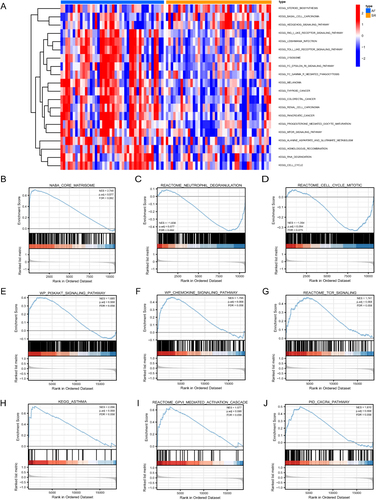 Figure 7 GSVA and GSEA results. (A) Heat maps of the main biological functions and pathways obtained via GSVA are displayed. (B–J) GSEA showed that genes upregulated in AF were mainly concentrated in NABA_CORE_MATRISOME (B), REACTOME_NEUTROPHIL_DEGRANULATION (C), REACTOME_CELL_CYCLE_MITOTIC (D), WP_PI3KAKT_SIGNALING_PATHWAY (E), WP_CHEMOKINE_SIGNALING_PATHWAY (F), REACTOME_TCR_SIGNALING (G), KEGG_ASTHMA (H), REACTOME_GPVI_MEDIATED_ACTIVATION_CASCADE (I), PID_CXCR4_PATHWAY (J). Error discovery rate (FDR) < 0.25 and p < 0.05 indicated significant enrichment.