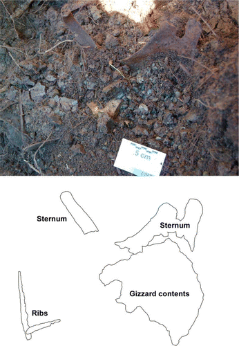 Figure 4  In situ heavy-footed moa (Pachyornis elephantopus (Owen, 1856)) gizzard contents resting between the rib cage and sternum. Between the sternum and gizzard was a matted layer of grass material.