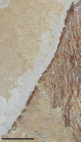 FIGURE 9. Flagellipinna rhomboides, gen. et sp. nov., MNHN.F.HAK1972b, paratype, dorsal ridge scales. Scale bar equals 1 cm.