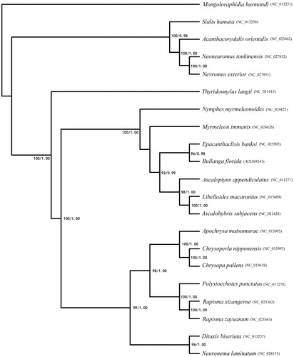Figure 1. Phylogenetic relationships among Neuroptera families based on 13 mitochondrial protein-coding genes and constructed phylogenetic tree by BI and ML methods. Numbers on each node indicated the bootstrap value. Leaf names were presented as species names and Genbank accession number.