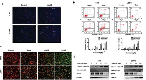 Figure 2. Celecoxib induces apoptosis in OS cells. (a) After OS cells were treated with celecoxib for 24h, cells were stained with Hoechst 33,342 to assess nuclear morphology changes and then visualized under fluorescence microscopy. (b) Apoptosis cells induced by celecoxib were stained with Annexin V/PI and analyzed by flow cytometry. (c) The mitochondrial membrane changes after celecoxib treatment were measured using JC-1 staining. (d) 143B and U2OS cells were incubated with celecoxib for 48h, western blot analysis was used to observe the expression level of PARP, cleaved PARP and cleaved-caspase 3. *p < 0.05, significantly different compared with control.