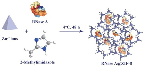 Scheme 1 The synthetic route of RNase A@ZIF-8 nanoparticles through biomimetic mineralization.