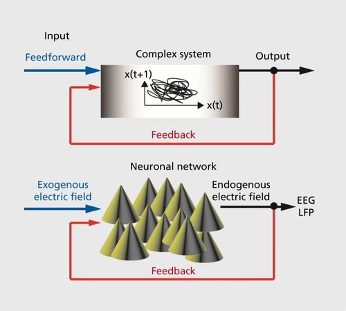 Figure 2. Schematic representation of feedforward and feedback control of complex systems. Feedforward input is predetermined and independent of the response of the system to the input. Examples of feedforward signals in the context of this review are exogenous electric fields that are applied to animal preparations or humans in the form of TCS. Feedback is defined as input that depends of the state or output of the system to be controlled. Endogenous electric fields fall in this category since the neuronal activity of a network generates an electric field that in turn targets again the same neurons that generate the activity in the first place. EEG, electroencephalogram; LFP, local field potential; TCS, transcranial current stimulation