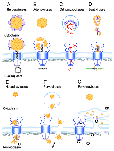 Figure 1. Schematic illustrations of the different strategies used by viral genomes for nuclear entry. The following color scheme is used through the figure: Viral DNA, black; host DNA, green; viral RNA, red; NPC, blue; Lamins, gray; viral capsid and capsid proteins, orange and other viral proteins are in different shades of purple. (A) The herpesvirus capsid arrives at the NPC with the internal tegument proteins attached. Following conformational change and opening the portal ring at the capsid vertex the DNA is ejected into the nucleus. (B) After release from the endosome the adenovirus capsid docks to the NPC, where molecular motors disrupt both the capsid and the NPC structure allowing the viral DNA to enter the nucleus. (C) Orthomyxovirus RNPs are released from the endosome into the cytoplasm after fusion of the viral envelope (enriched with viral glycoproteins) with the endosome membrane (shown as a blue line). The RNPs freely diffuse toward the NPC, where they are actively transported as karyopherin cargo into the nucleus. (D) Following uncoating in the cytoplasm, the lentivirus RNA genome is reverse-transcribed into a double stranded DNA. The PIC, containing the viral DNA and several viral proteins including CA, promotes nuclear entry by interaction with NPC proteins. After passing through the NPC the viral DNA integrates into the host chromosome. (E) Hepadnavirus capsids enter the NPC but are too big to pass intact through the basket and into the nucleus. Mature, DNA-containing capsids, disassemble in the basket, releasing the circular viral genome into the nucleoplasm. (F) Parvovirus particles enter the nucleus intact. The N-terminal domain of the minor capsid parvoviruses is extruded in the endosome, exposing phospholipase A activity that facilitates its release to the cytoplasm. Extrusion of the N-terminus also exposes four NLS domains that appear to function in nuclear entry through the NPC. An alternative model suggests direct nuclear entry from the cytoplasm through local disruptions in the NE. G. Polyomaviruses disassemble in the ER. The exposed genomes exit the ER via viroporins created by the internal capsid proteins by either of two proposed mechanism. One is directly from the ER lumen through the inner nuclear membrane, and the other is via the cytoplasm and the NPC.