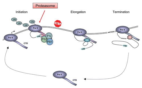 Figure 1 Schematic model for the Pol II transcription cycle in cells infected with influenza virus and the role of the viral RNA polymerase in the inhibition and degradation of Pol II. The model depicts the large subunit of Pol II with the C-terminal domain (CTD) which is differentially phosphorylated during the transcription cycle (indicated by red and green dots). During the transcription cycle cellular factors involved in capping, splicing and polyadenylation associate with the CTD. The polyadenylation signal AATAAA is indicated. In influenza virus infected cells, the viral RNA polymerase (composed of the PB1, PB2 and PA subunits) binds to the serine-5 phosphorylated CTD of Pol II engaged in transcription initiation. On one hand, this association allows the viral RNA polymerase to access the 5′ cap structure of nascent Pol II transcripts and on the other, it results in the premature termination of Pol II. Arrested Pol II is ubiquitylated (Ub) by the cellular machinery and eventually is degraded by the proteasome. Modified from Chan et al.Citation27