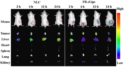 Figure 9 In vivo imaging of H22 tumor-bearing mice at 2, 4, 12, and 24 h after intravenous administration of Cy5-labeled NLC and Cy5-labeled FB-rLips and ex vivo imaging of tumor and normal organs collected from mice at each observing time point.