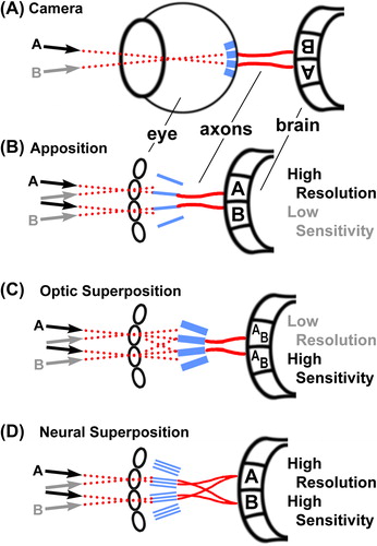 Figure 1. Comparison of visual systems. All light-sensitive elements (retina or rhabdoms) are shown in blue, light paths are shown as dotted red lines, and axonal connections between the eye and the brain are shown as solid red lines. (A) The camera eye of vertebrates produces an inverted image on the light-sensitive elements that is transmitted to the brain via optic nerves. (B) The apposition eye is the most common diurnal insect eye and produces an upright image on the light-sensitive rhabdoms as well as in the first optic neuropil, the lamina. Note that each individual ommatidium of the compound eye technically produces an inverted image on the rhabdom underneath that lens; however, the rhabdom is a single “fused” light guide for several retinula cells and only contributes a single pixel to the final image that is not further resolved. Apposition eyes are typically optimized for high resolution by “apposing” little overlapping visual fields of neighboring ommatidia based on small apertures and rhabdoms. (C) Optic superposition eyes comprise the reflectory and refractory superposition types. Input from several ommatidia is optically superimposed on individual rhabdoms, which increases sensitivity at the expense of resolution, typically in nocturnal insects, e.g., moths. (D) Neural superposition retains the high resolution of the apposition eye while increasing sensitivity by combining a number of input channels. This is achieved by separating the light sensitive elements (rhabdomeres) in the rhabdom and precise axonal wiring, as described in detail in Figures 2–4.