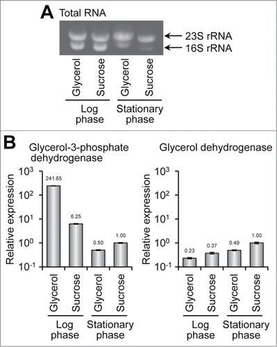 Figure 2. Gene expression of glycerol-3-phosphate and glycerol dehydrogenases. (A) Total RNA from A. vinelandii grown in G-MB or S-MB to the exponential and stationary growth phases. (B) Relative gene expression of glycerol-3-phosphate (left) and glycerol dehydrogenases (right). For quantitative PCR, cDNA synthesized from was used as a template in all samples. The expression levels of both genes in S-MB at the stationary phase were standardized as the relative expression of 1.