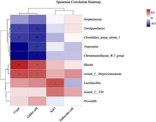 Figure 4. Spearman correlation analysis of gut morphology and microbes (genus level). *p < .05, **p < .01, ***p < .001.