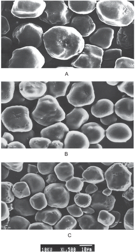 Figure 2 Scanning electron micrographs (SEM) of native and acetylated starches (A. native; B. 1.25% Ac2O; C. 6.25% Ac2O).