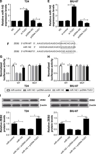 Figure 5 TUG1 targeted miR-142 to regulate ZEB2 expression.