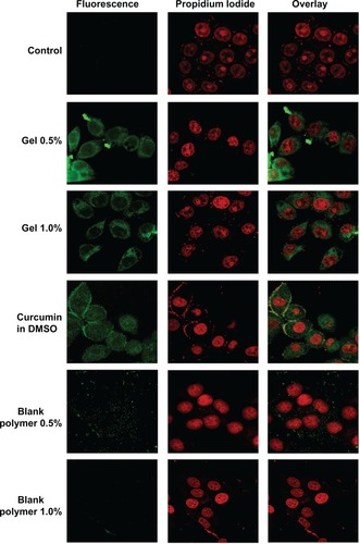 Figure 6 Cellular uptake of curcumin and curcumin nanogels: Human cervical cancer cell lines were treated with 25 μM of curcumin in dimethyl sulfoxide, curcumin in medium, and hydrogels with 0.5% cross-linking or 1% cross-linking, and confocal images were taken after excitation at 420 nm.