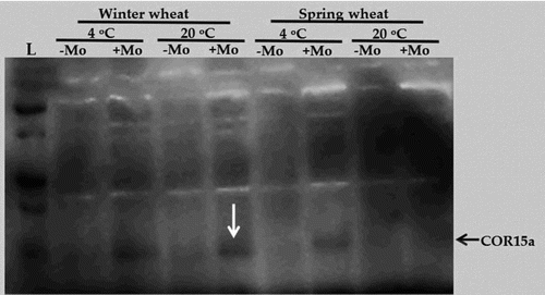 Figure 4. Western blotting analysis for detection of COR15a protein in Mo-treated and untreated under two temperature treatments (4°C and 20°C) in two wheat varieties (winter wheat: cv. Claire and spring wheat: cv. Abu-Ghraib).
