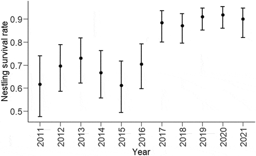 Figure 2. Model estimates and 95% confidence limits for the preferred model showing the relationship between nestling survival rate and year of breeding attempt for Orange-bellied Parrots breeding in captivity between the 2011/12 and 2021/22 seasons.
