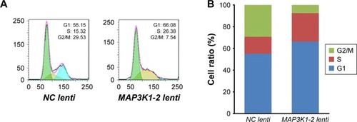 Figure 6 Effect of lncRNA MAP3K1-2 knockdown on cell cycle of MKN45. (A) Cell cycle of MKN45 with recombinant lentivirus transfection was detected by cytometry; (B) Quantification of the results of Figure 6A. The S phase of MKN45 with MAP3K1-2 lenti transfection was prolonged.