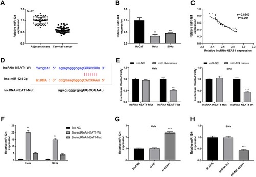 Figure 6 LncRNA-NEAT1 negatively regulated miR-124. (A) The expression of miR-124 in CC tissues and adjacent tissues was detected by qRT-PCR. (B) The expression of miR-124 in HaCaT, HeLa and SiHa cells was detected by qRT-PCR. (C) The correlation analysis between the expression of lncRNA-NEAT1 and miR-124 in CC tissues. (D) The binding target of miR-124 on lncRNA-NEAT1 was predicted by Target Scan. (E) The luciferase activity was detected by dual luciferase reporter gene assay. (F) The expression of miR-124 was detected by RNA pull-down assay. (G) The expression of miR-124 in transfected HeLa cells was detected by qRT-PCR. (H) The expression of miR-124 in transfected SiHa cells was detected by qRT-PCR. Data were presented as mean ± standard deviation with three replicates. **P < 0.01, ***P < 0.001, vs adjacent tissues (A), HaCaT cells (B), miR-NC group (E), Bio-NC group (F), and BLANK group (G and H).