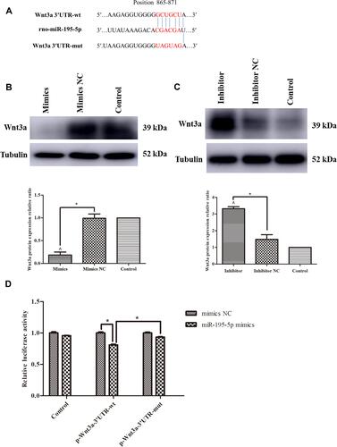 Figure 4 miR-195-5p directly targeted Wnt3a. (A) The design of luciferase reporters with Wnt3a 3′UTR-wt or Wnt3a 3′UTR-mut, the position also showed. (B and C) Western blot images and analysis for Wnt3a protein expression in rat BMSCs after 48 hours transfection with miR-195-5p mimics or mimics NC (B), miR-195-5p inhibitor or inhibitor NC (C), using ImageJ software, normalized to Tubulin. (D) Effect of miR-195-5p mimics on luciferase activity in 293T cells transfected with either the 3′UTR-wt reporter or the 3′UTR-mut reporter for Wnt3a. The experiment was repeated for three times. Data were presented as the mean±standard deviation (n=3). ^ P<0.05 vs control; * P<0.05 as indicated.
