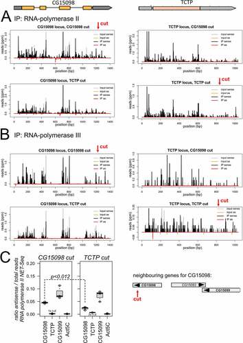 Figure 2. NET-seq analysis of dilncRNA transcription.