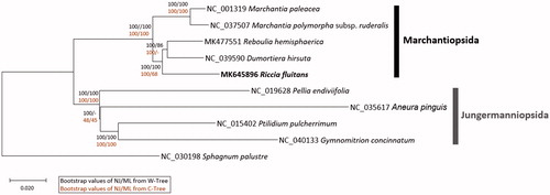 Figure 1. Neighbor joining (bootstrap repeat is 10,000) and maximum likelihood (bootstrap repeat is 1,000) phylogenetic tree of ten complete chloroplast genomes: Riccia fluitans (MK645896 in this study), Reboulia hemisphaerica (MK477551), Marchantia polymorpha subsp. ruderalis (NC_037507), Marchantia paleacea (NC_001319), Dumortiera hirsuta (NC_039590), Pellia endiviifolia (NC_019628), Aneura pinguis (NC_035617), Gymnomitrion concinnatum (NC_040133), Ptilidium pulcherrimum (NC_015402), and Sphagnum palustre (NC_030198) as an outgroup. Black bars in the right side indicate specific clades with labels. Phylogenetic tree was drawn based on neighbour joining tree from alignment of complete chloroplast genomes. The numbers above branches indicate bootstrap support values of neighbor joining and maximum likelihood phylogenetic trees from alignment of complete chloroplast genomes (black color) or 63 conserved genes (dart red color), respectively.