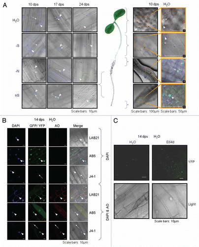 Figure 5 Localization of Joka2-YFP in tobacco seedlings. (A) The overlays of the signal for Joka2-YFP, DNA staining with DAPI, chlorophyll signal (observed as a red fluorescence of the chloroplasts; seen only in green parts) and brightfield image are shown for the indicated numbers of days post sawing (dps) in the indicated parts of the J4-1 seedlings grown in the indicated conditions (-S, sulfur starvation; -N, nitrogen starvation; nS, nutrient sufficient medium and water). Images 1–4 are magnifications of the indicated parts. Notice, a difference in the number of green spots between the roots (Joka2-YFP abundant) and the shoots (Joka2-YFP hardly detected), which is clearly observed in the shoot-root transition zone (magnified picture #3). Arrows point the cytosolic spots, while arrowheads the nuclei. (B) The signals of DAPI-stained nuclei, fluorescent protein (Joka2YFP for J4-1 or eGFP for AB5), red signal after acridine orange staining (AO) and the overlay of all is shown for the indicated plants: LA Burley 21 (LAB21) and transgenic AB5 (producing eGFP) used as a control and J4-1 grown in water for 14 d. extranuclear Joka2-YFP speckles and red spots stained by AO (if present) are shown by arrows. Arrowheads point the nuclei. (C) The treatment with protease inhibitor E64d increases the number of spots including Joka2-YFP. Both upper parts show the Joka2-YFP signal, while both lower parts show the corresponding tissues in the transparent view (Light). The scale bars are indicated. The separate signals used for the overlay are shown in Figures S2–5.