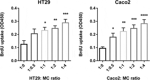 Figure 3. Human MC directly promote colon cancer proliferation