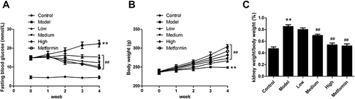 Figure 1 The physiological outcomes of APS in the treatment of DN rats. (A) Fasting blood glucose levels. (B) Body weight. (C) Ratio of kidney weight to body weight. **P<0.01 vs control, ##P<0.01 vs model.