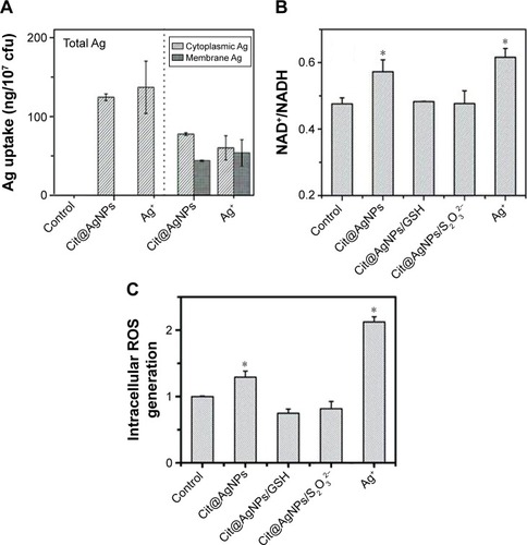 Figure 4 Silver ions perturb bacterial respiratory chain, inducing intracellular ROS generation.Notes: (A) Total Ag uptake in E. coli (left panel) and its distribution (right panel); (B) alteration of NAD+/NADH ratio in E. coli with different treatments as indicated, *P<0.05 versus the negative control; and (C) the intracellular ROS generation. The concentrations of Cit@AgNPs, AgNO3, GSH, and Na2S2O3 were 15 μg/mL, 0.5 μg/mL, 1.0 mM, and 0.1 mM, respectively, *P<0.05 versus the negative control. The exposure lasted for 6 h.Abbreviations: AgNPs, silver nanoparticles; GSH, glutathione; ROS, reactive oxygen species; E. coli, Escherichia coli; Cit, citrate; MPA, mercaptopropionic acid; MHA, mercaptohexanoic acid; MPS, mercaptopropionic sulfonic acid.