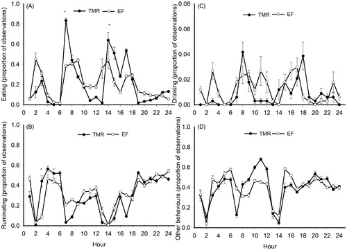 Figure 1. Behaviour events as a proportion of total observations per hour of cows fed TMR (●) or EF (○) systems: eating (A), ruminating (B), drinking (C) and other behaviours (D). In each hour significance is defined by *p ≤ .025 and error bars represent standard error of means (SEM). EF: easy feeding; TMR: total mixed ration.