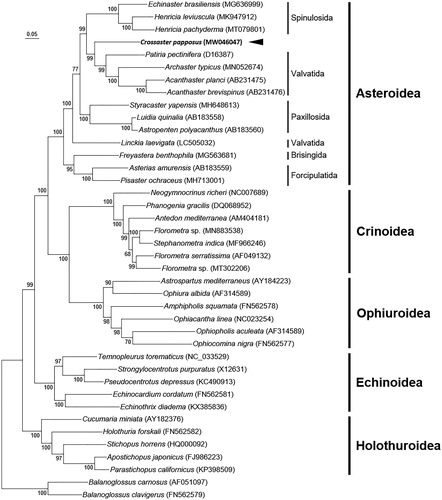 Figure 1. Maximum-likelihood (ML) phylogeny of 38 echinoderms (15 asteroids including C. papposus, 7 crinoids, 5 echinoids, 5 holothuroids, and 6 ophiuroids) and two Balanoglossus mitogenomes as an outgroup based on the concatenated nucleotide sequences of entire protein-coding genes (PCGs). Numbers at nodes represent ML bootstrap percentages (1000 replicates). DDBJ/EMBL/Genbank accession numbers for published sequences are incorporated. The black arrow indicates the C. papposus analyzed in this study.