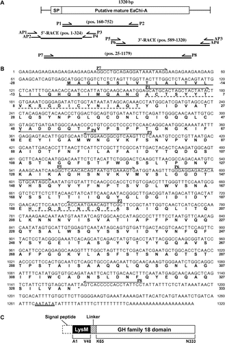 Fig. 4. Cloning strategy and primary structure of EaChiA.Notes: (A) Cloning strategy for EaChiA cDNA. Three fragments were overlapped to obtain the complete nucleotide sequence of EaChiA cDNA. The open box represents the coding region and the solid lines represent the 5′- and 3′-noncoding regions. The relative position and direction of each primer are indicated by arrows. The solid lines indicate cDNA fragments amplified by each PCR. SP, signal peptide. (B). The nucleotide sequence of EaChiA cDNA with its deduced amino acid sequence. N-terminal amino acid sequences of native EaChiA and an internal peptide obtained by V8 protease digestion are underlined with dotted lines. The primers used for the cloning of EaChiA cDNA are shown by lines above their sequences. The putative signal peptide at the N-terminal is underlined. The putative poly(A) additional signal is underlined with a double line. (C) Schematic representation of EaChiA. GH indicates glycoside hydrolase.