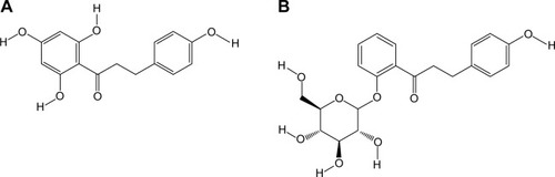 Figure 1 Chemical structures of the two dihydrochalcones.Note: (A) Phloretin molecular weight: 274.26 g mol−1; (B) phloridzin molecular weight: 342.30 g mol−1.