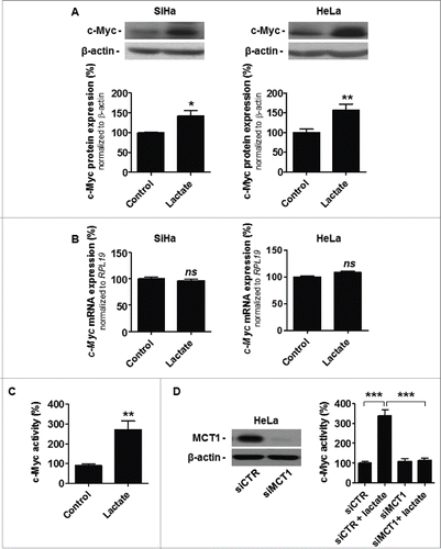 Figure 3. MCT1-dependent lactate uptake stabilizes and activates c-Myc in oxidative cancer cells. (A-D) Cancer cells were treated ± 10 mM sodium lactate for 6-h. A, representative immunoblots and bar graphs represent c-Myc protein expression in oxidative SiHa (left) and HeLa (right) cancer cells (n = 4–8; *p < 0.05, **p < 0.01 ). (B) c-Myc mRNA expression detected using RT-qPCR in SiHa (left) and HeLa (right) cells (n = 6–9; ns, not significant). (C) c-Myc activity in wild-type HeLa cells was quantified using a dual reporter luciferase assay (n = 4; **p < 0.01). (D) Same as in C but using HeLa cells transfected with a control siRNA (siCTR) or with a siRNA targeting SLC16A1/MCT1 (siMCT1; n = 4; ***p < 0.005). The representative immunoblot shows MCT1 and β-actin protein expression in HeLa cells transfected with siCTR or siMCT1.