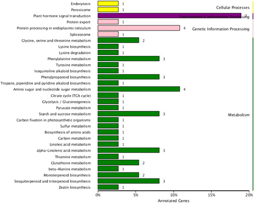 Figure 3. KEGG enrichment analysis of DEGs.