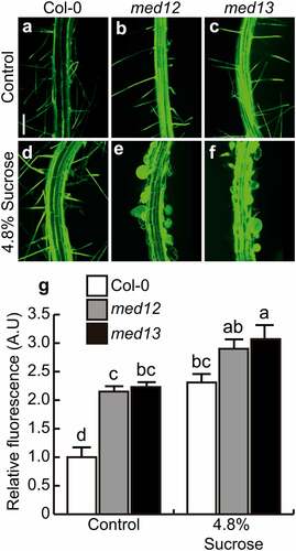 Figure 5. MED12 and MED13 negatively control nitric oxide production at the differentiation zone. (a-f) Confocal images of at least ten seedlings analyzed showing detection of nitric oxide through the specific probe DAF-2 DA in seedlings germinated and grown in Petri plates with 0.2× MS medium supplemented or not with 4.8% sucrose 12 d after germination. (g) Nitric oxide determinations represented as relative fluorescence from the whole root. Scale bar in a = 100 µm. The standard error with different letters indicates statistical differences (P= ˂0.05). This experiment was repeated three times with comparable results.