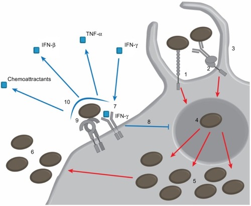 Figure 1 Francisella tularensis (brown) binds to the cell surface using receptors such as the mannose receptor (1) or, in the case of opsonized bacteria, Fc receptors (2) or complement receptors. Bacteria enter the cell through looping phagocytosis (3) but survive by preventing maturation of the phagosome (4). F. tularensis escapes the phagosome to replicate in the cytoplasm (5), ultimately inducing apoptosis and escaping the cell (6). When macrophages are simulated by exposure to IFN-γ (7), they can restrict intracellular replication (8). Stimulation by IFN-γ and stimulation of Toll-like receptor 2 (9) can also lead to secretion of inflammatory cytokines and chemoattractants (10).Abbreviations: IFN, interferon; TNF, tumor necrosis factor.