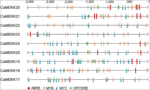 Figure 3. In silico analysis of cis-regulatory elements, associated with ABA signaling and drought stress, in the −3-kb upstream region of the CaMEKK genes. cis-regulatory elements were predicted using a web tool New PLACE (https://www.dna.affrc.go.jp/PLACE/?action=newplace) and were presented as different shapes with different colors. ABRE, ABA-responsive element; CRT/DRE, C-repeat/dehydration-responsive element